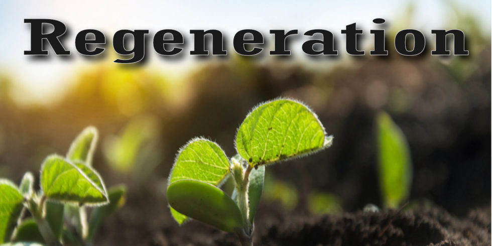 regeneration-bible-doctrines-to-live-by